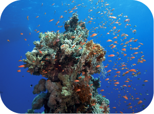 Picture of coral reef