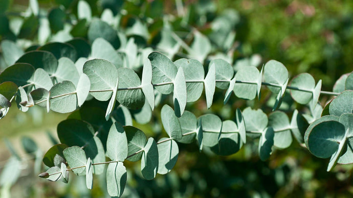 10 Amazing Eucalyptus Benefits That Might Surprise You