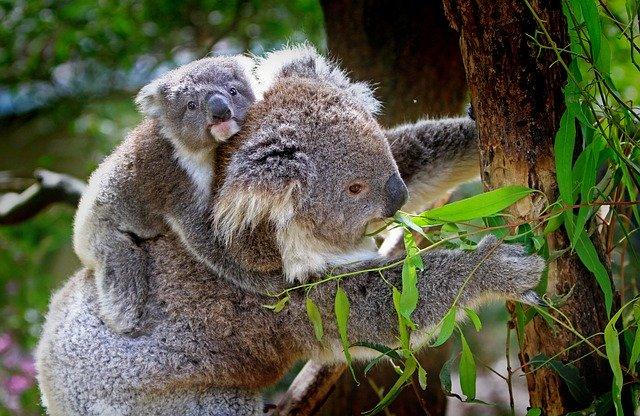 A Koala Sanctuary And Babo Botanicals: Supporting Wildlife And Female Farmers