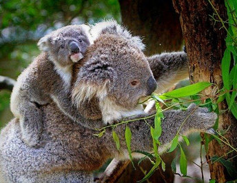 A Koala Sanctuary And Babo Botanicals: Supporting Wildlife And Female Farmers