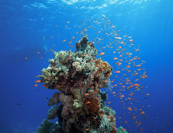 The Truth About Reef-Safe Sunscreens