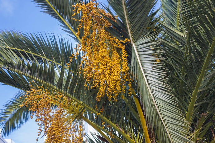 What Is Babassu Oil And How Does It Benefit Skin And Hair?