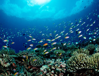 What Is Biodegradable Sunscreen?