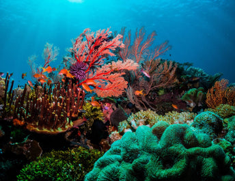 Why Coral Bleaching Matters–And How We Can Help