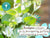 Babo Botanicals- Eucalyptus is known for its decongesting, purifying and invigorating properties