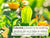 Moisturizing Oat & Calendula Miracle Face Cream Duo - Babo Botanicals